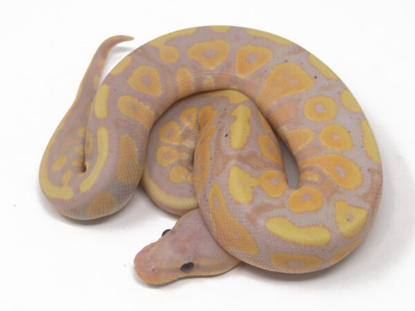 Banana Mahogany (Male)