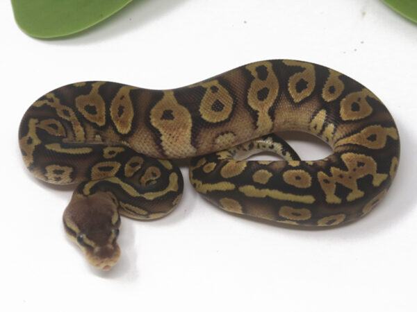 Mahogany Pastel (Female)