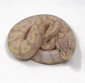 12-5B-Banana-Pastel_2025_1-300x292 12-5B Banana Pastel_2025_1