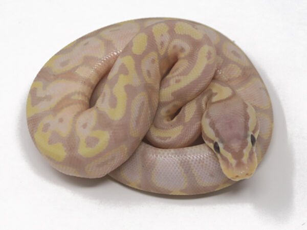 Banana Pastel (Male)