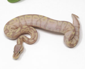 12-5C-Banana-Pastel_2025_1-300x242 12-5C Banana Pastel_2025_1