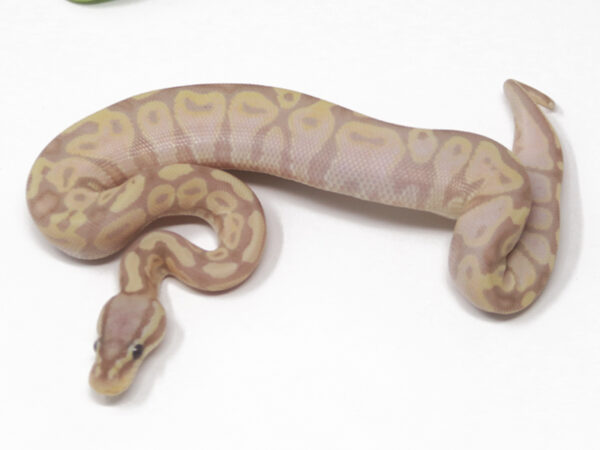 Banana Pastel (Male)