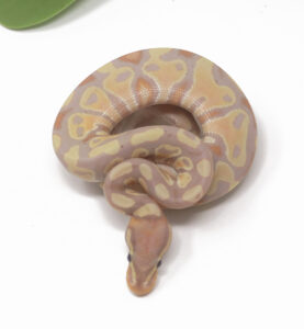 12-6A-Banana_2025_1-277x300 12-6A Banana_2025_1