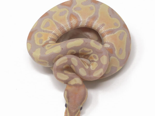 Banana (Female)