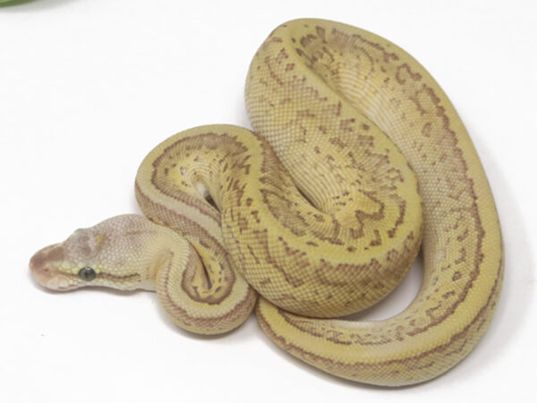 Leopard Emperor Pin (Female)