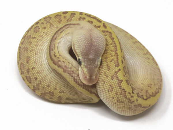 Leopard Emperor Pin (Female)