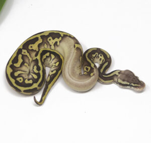 12-7B-Leopard-Pastel-Butter_2025_1-300x284 12-7B Leopard Pastel Butter_2025_1