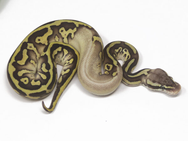 Leopard Pastel Butter (Male)