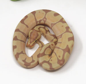 12-9B-Banana-Enchi_2025-300x293 12-9B Banana Enchi_2025