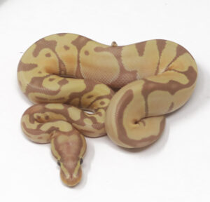 13-10A-Banana-Enchi_2025-300x288 13-10A Banana Enchi_2025