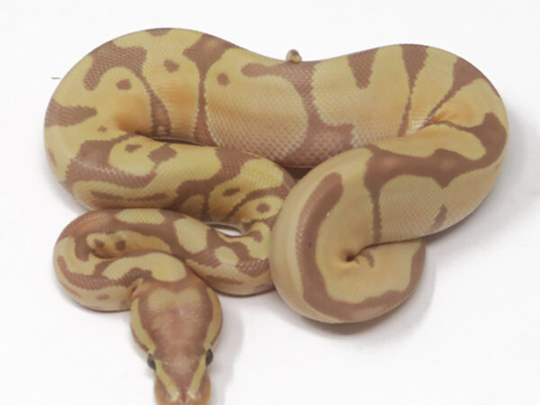 Banana Enchi (Female)