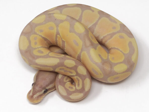 Banana (Female)