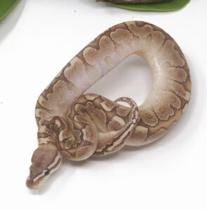 13-11C-Bamboo_2025-295x300 13-11C Bamboo_2025