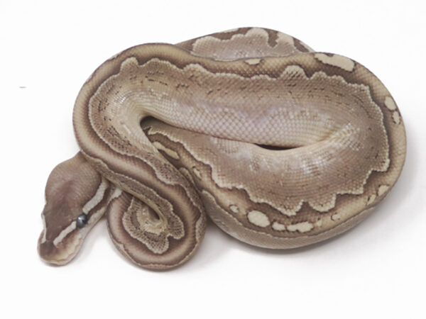 Bamboo Leopard (Female)