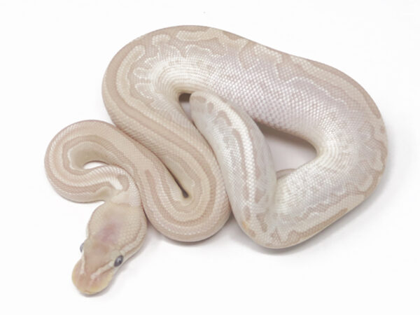 Banana Bamboo Leopard Pin (Female)