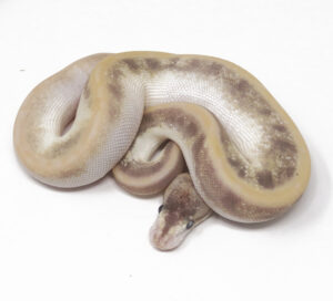 13-12C-Champagne-Bamboo-Leopard_2025-300x272 13-12C Champagne Bamboo Leopard_2025