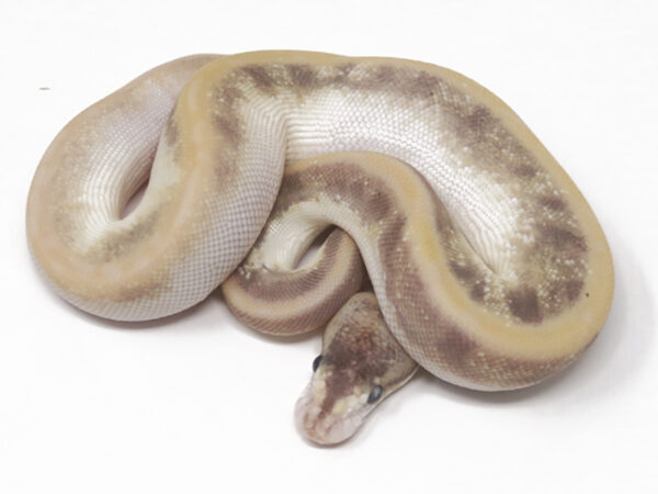 Champagne Bamboo Leopard (Female)