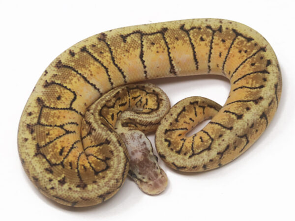 Lemonblast Spotnose (Female)