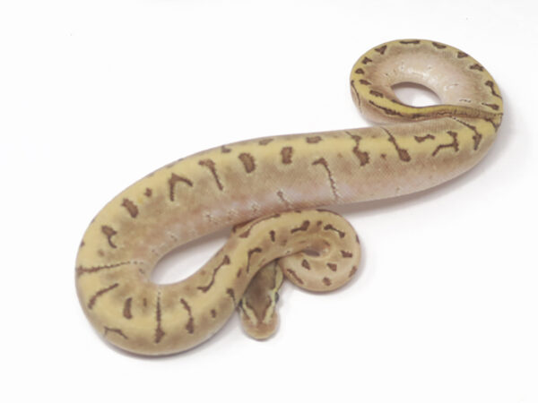Bamboo Lemonblast (Male)