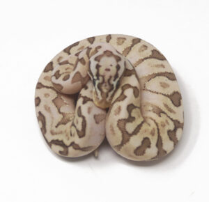 13-14B-Bamboo-Enchi-Pastel-Spotnose_2025-300x290 13-14B Bamboo Enchi Pastel Spotnose_2025