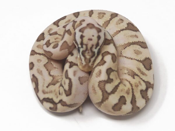 Bamboo Enchi Pastel Spotnose (Female)