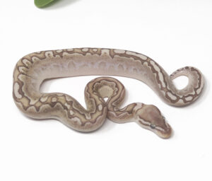 13-14C-Bamboo-Pastel_2025-300x256 13-14C Bamboo Pastel_2025