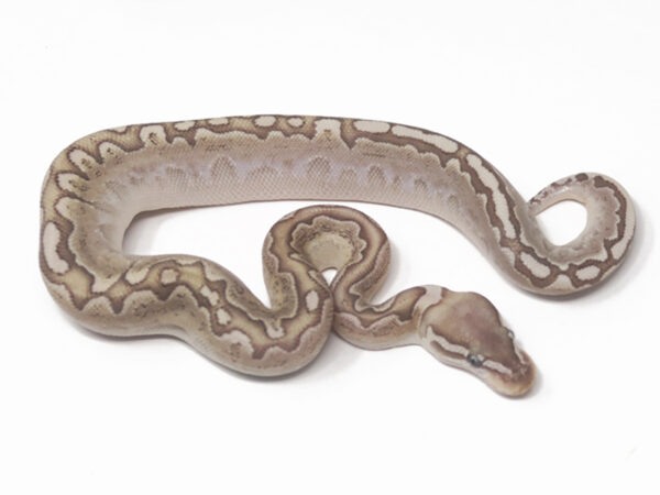 Bamboo Pastel (Female)
