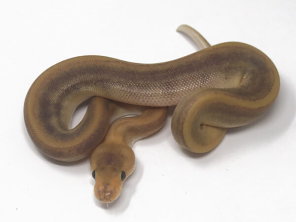 Champin (Female)