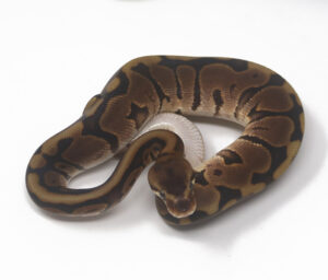 13-16A-Leopard-Woma_2025-300x256 13-16A Leopard Woma_2025