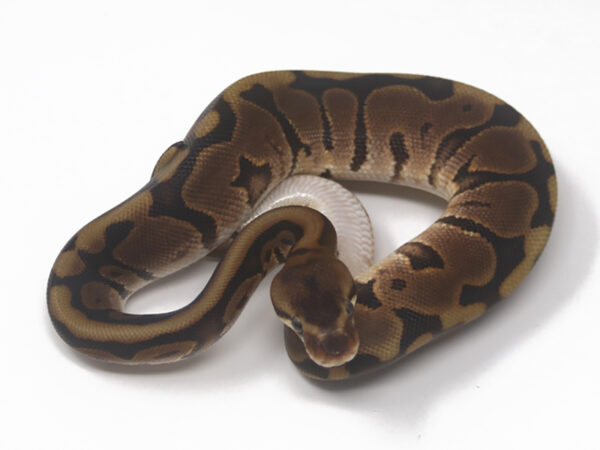 Leopard Woma (Female)