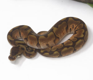 13-16B-Leopard-Enchi-Calico_2025-300x260 13-16B Leopard Enchi Calico_2025