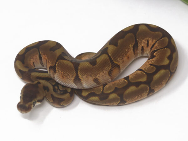 Leopard Enchi Calico (Female)
