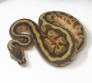 13-16C-Leopard-Pastel-Butter-Enchi_2025-300x271 13-16C Leopard Pastel Butter Enchi_2025