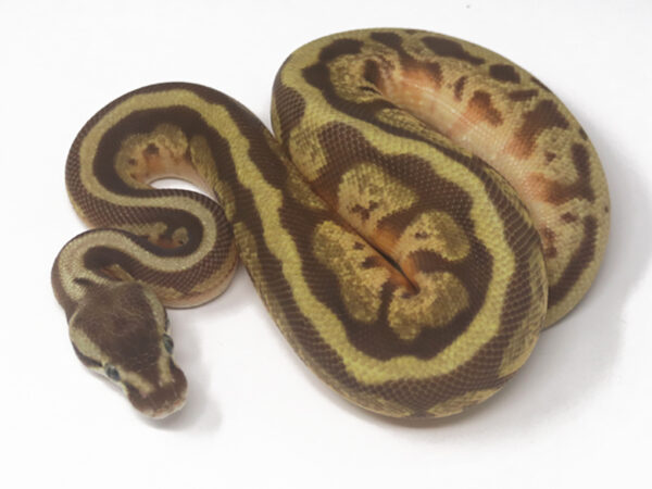 Leopard Pastel Butter Enchi (Male)