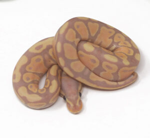 13-1B-Banana_2025-300x275 13-1B Banana_2025