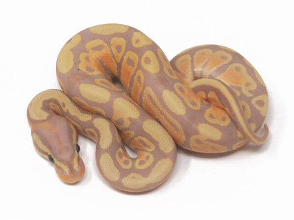 Banana (Male)