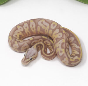 13-2C-Banana-Leopard-Pastel_2025-300x291 13-2C Banana Leopard Pastel_2025