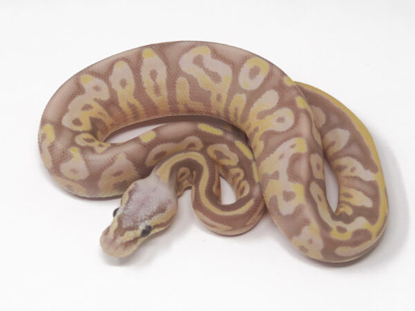 Banana Leopard Pastel (Male)