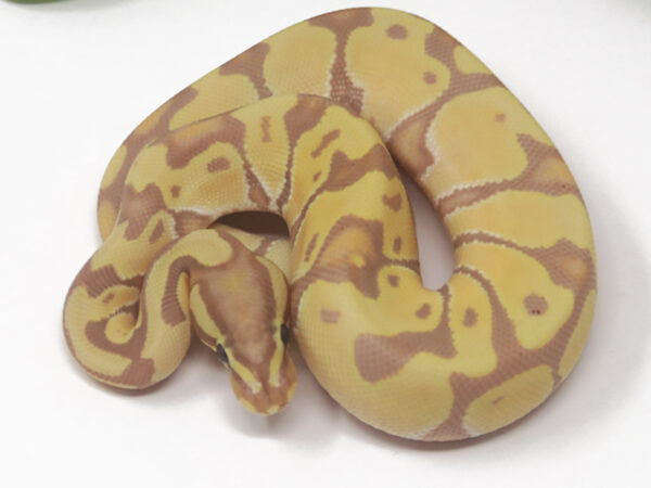 Banana Enchi (Male)