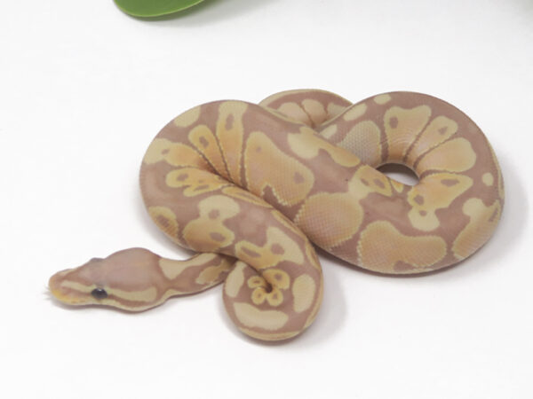 Banana (Male)