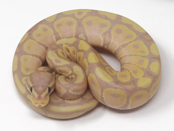 Banana (Female)