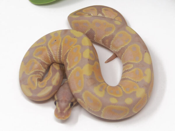 Banana (Female)