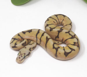 13-4C-Enchi-Bee_2025-300x264 13-4C Enchi Bee_2025