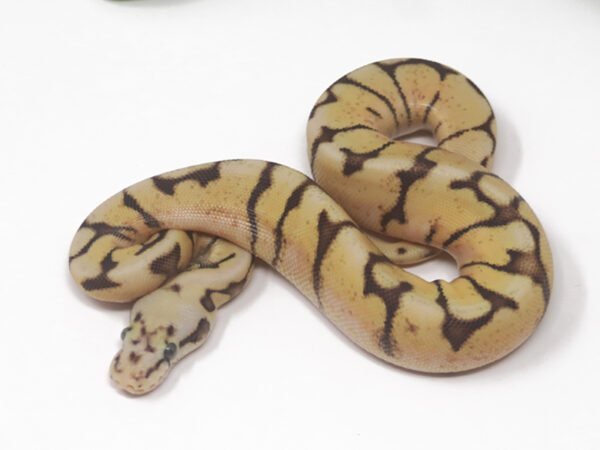 Enchi Bee (Female)