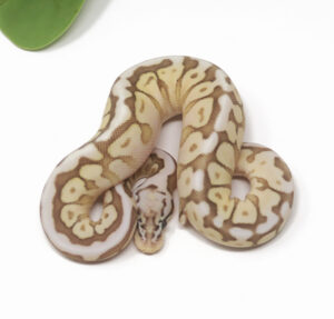 13-5A-Queen-Bee_2025-300x287 13-5A Queen Bee_2025