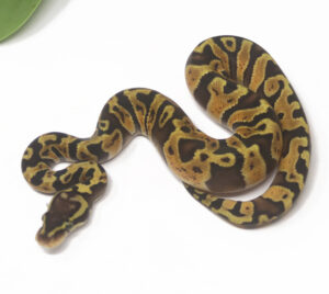13-5B-Enchi-Pastel_2025-300x268 13-5B Enchi Pastel_2025