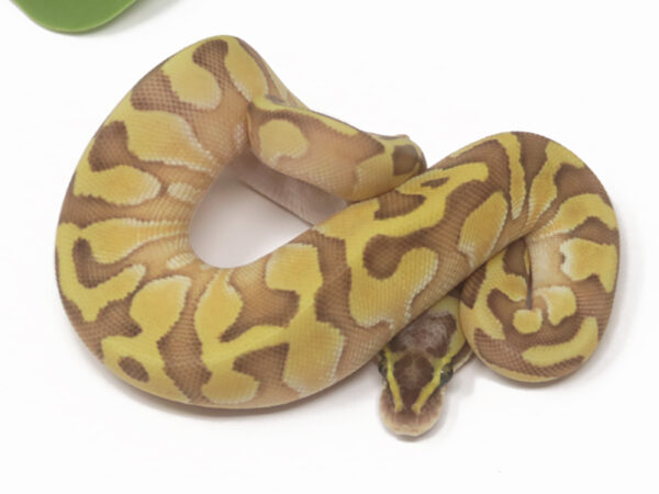 Pastel Enchi Butter (Female)