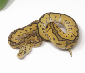 13-6A-Clown-Pastel-Het-Russo_2025-300x257 13-6A Clown Pastel Het Russo_2025