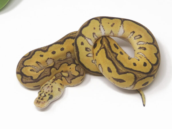 Clown Pastel Het Russo (Female)