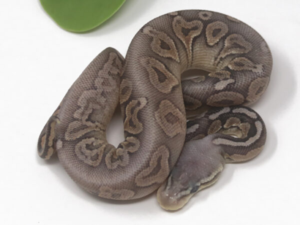 Pewter Ghost (Female)